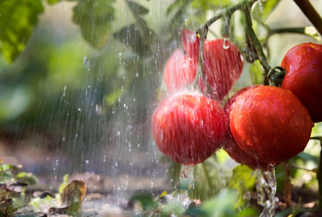 Почему трескаются томаты и как этого избежать 