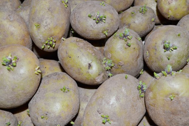 Почему зеленеет картошка 