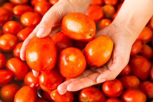 Помидоры, как в магазине: как правильно сеять семена из купленных томатов 