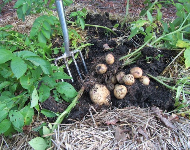 Посадка картофеля в июне: все плюсы и минусы данного способа выращивания 