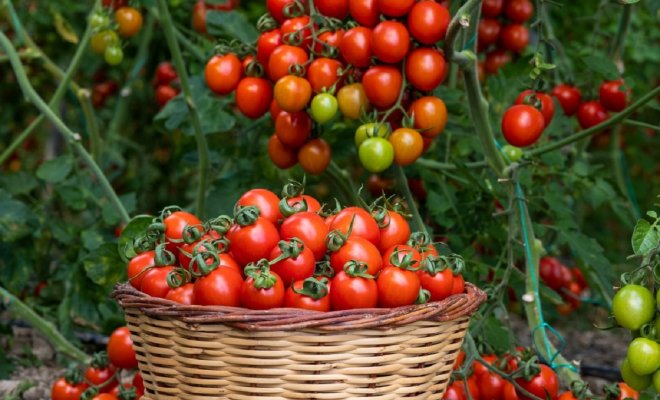 Самые сладкие и сочные: 15 сортов и гибридов томатов, которые вкуснее всего есть свежими 