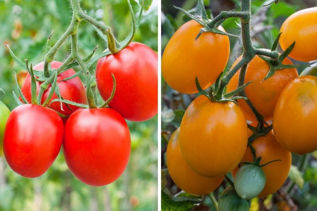 Самые урожайные томаты подмосковья. Низкорослые томаты для теплицы Агрос. Де Барао черный. Урожайные сорта томатов для теплиц. Томаты для теплицы из поликарбоната лучшие сорта для Подмосковья.
