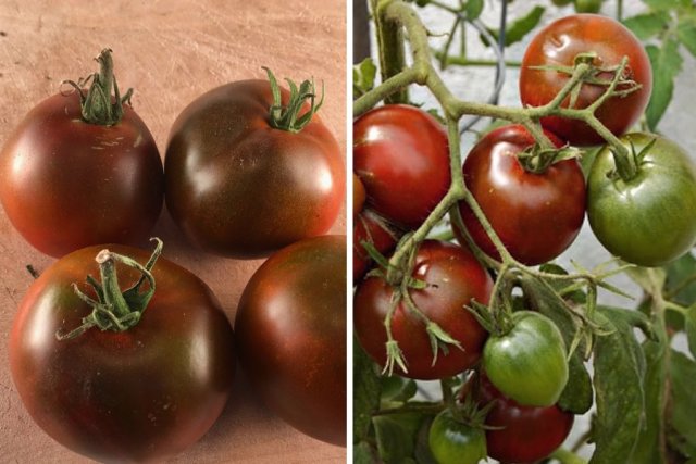 Сорта томатов для теплицы из поликарбоната – лучшие варианты 