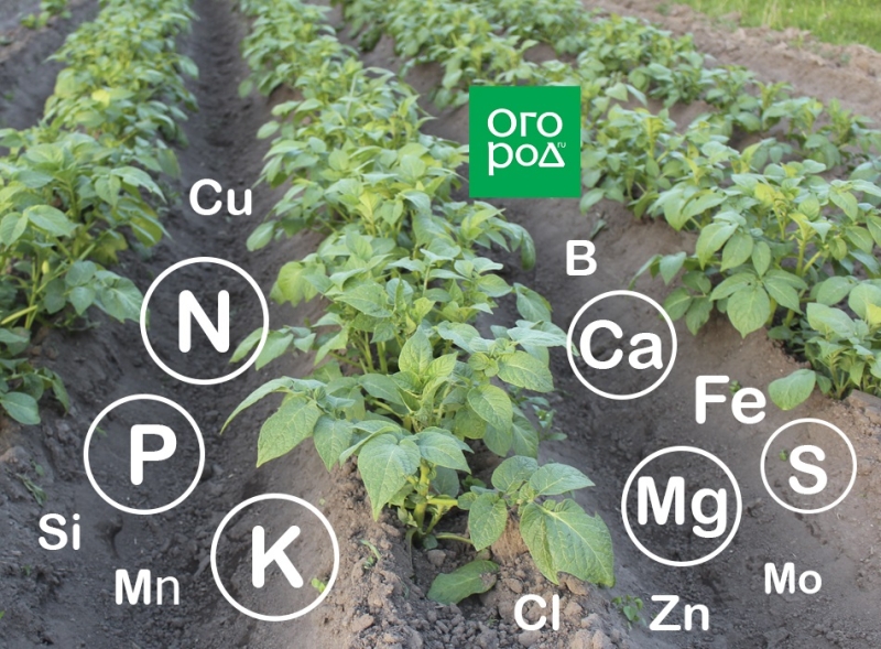 Удобрения под картофель – вносим с осени 
