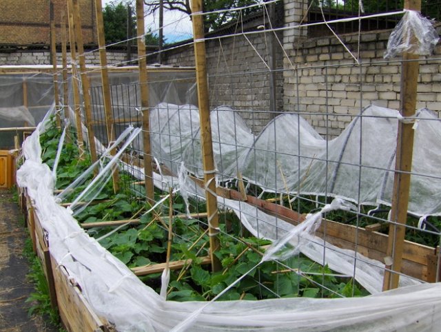 В чем выращивать огурцы: 5 вариантов для компактного огорода 