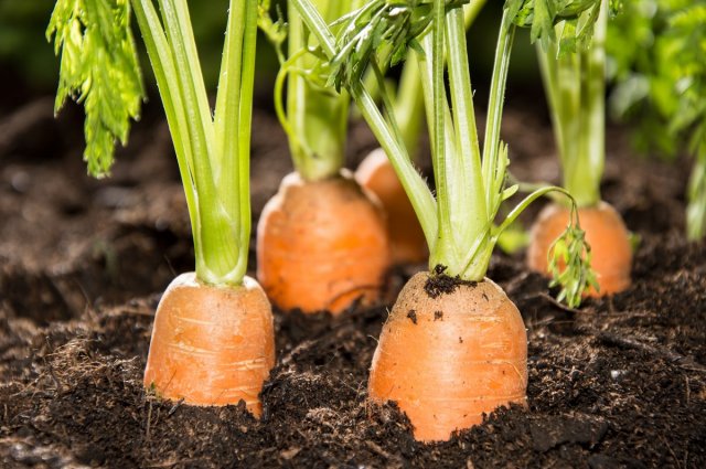 Все о выращивании моркови – подробная инструкция для начинающих 