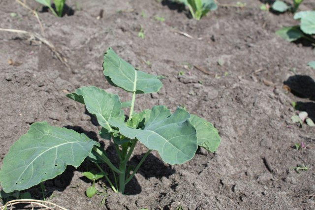 Выращиваем капусту без рассады: пять хитростей для легкого урожая 