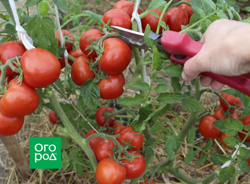 Выращивание томатов по Лунному календарю в 2023 году 